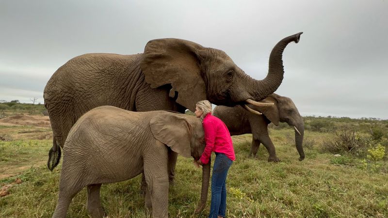 Elephants
