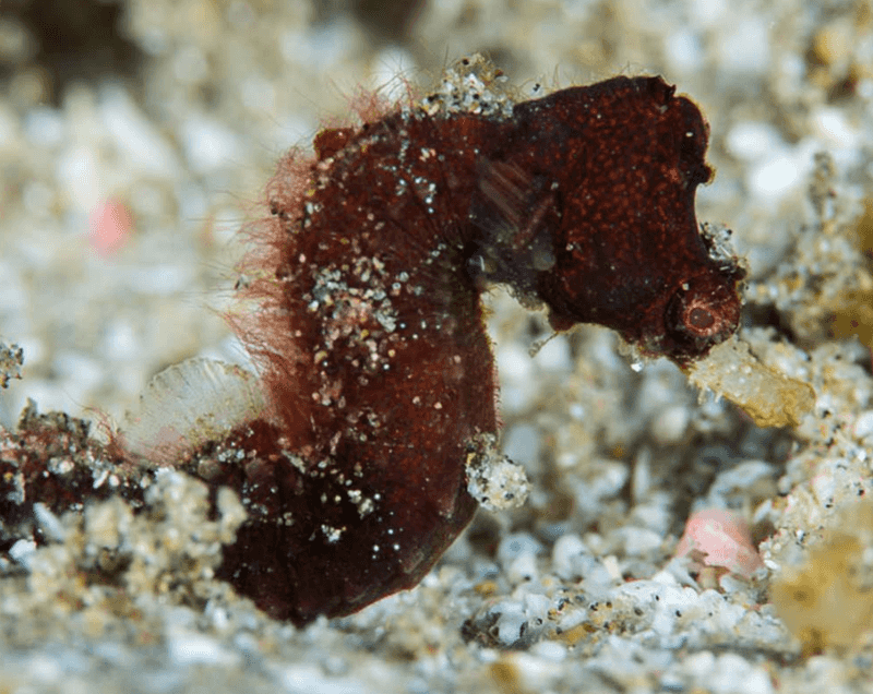 The Pygmy Pipehorse