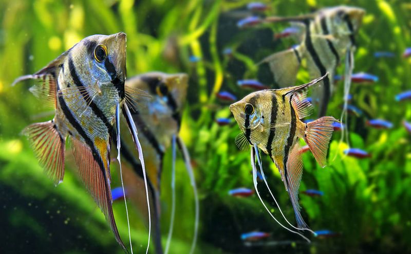 Angelfish: Elegant Triangular Beauties