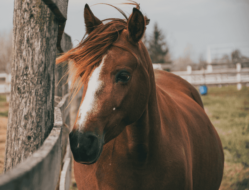 Paso Fino