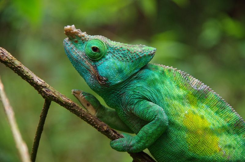 Genetic Diversity Potential