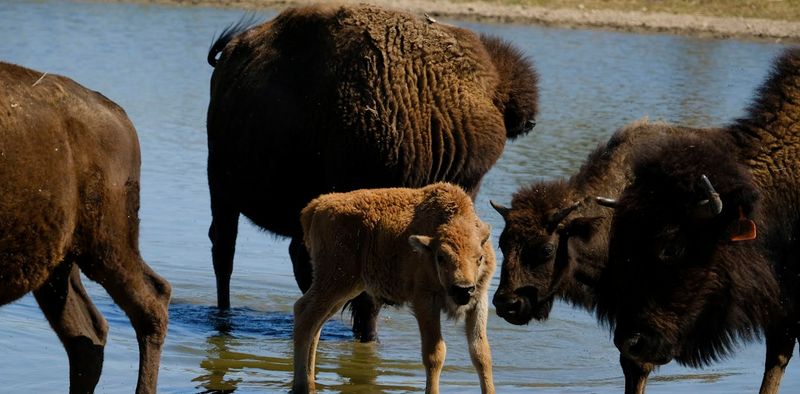 Sacred Connection To Indigenous Cultures