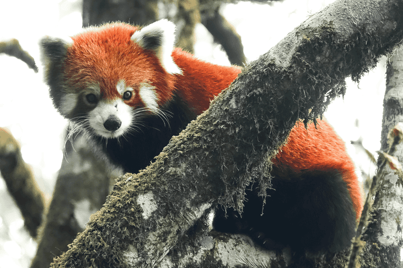 Poaching For The Illegal Pet Trade