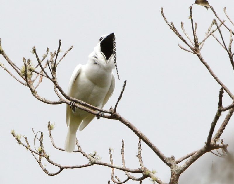 Climate Change Disrupts Breeding Patterns
