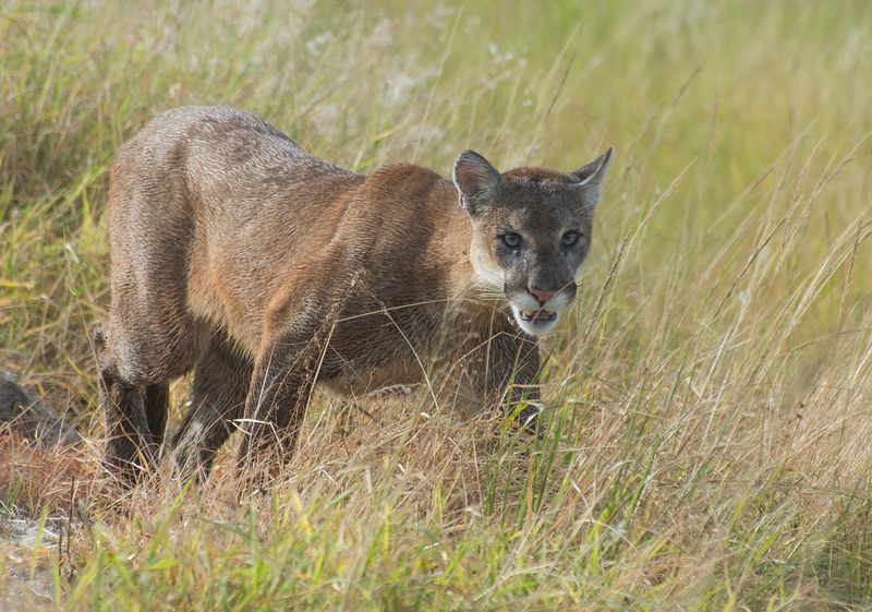 A Genetic Crisis: Why Inbreeding Could Doom The Species