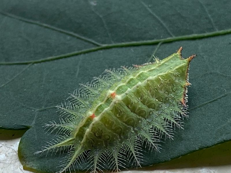 Crowned Slug Caterpillar