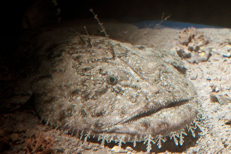 Monkfish