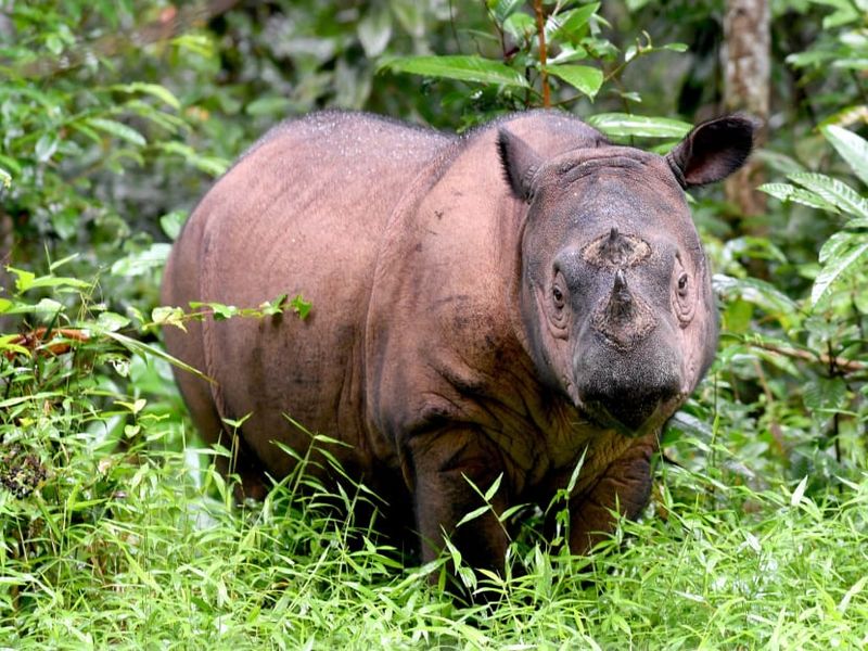 Sumatran Rhino, The Hairy Forest Rhinoceros