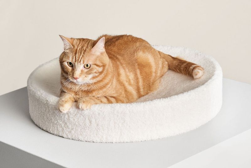 Provide Extra-Large Comfort Zones