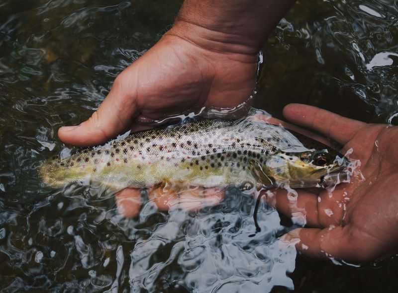 How To Hold Fish To Minimize Injury To Their Gills And Fins