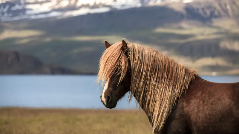 Icelandic
