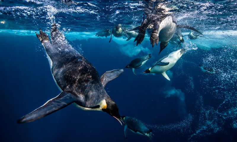 Emperor Penguin