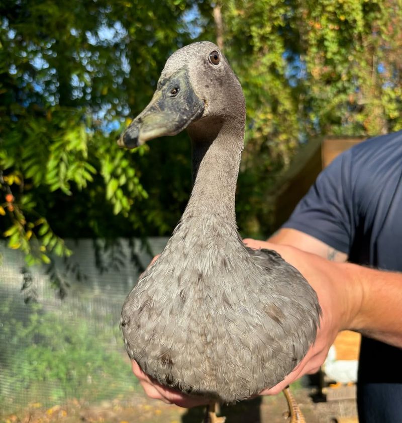 Indian Blue Runner Duck