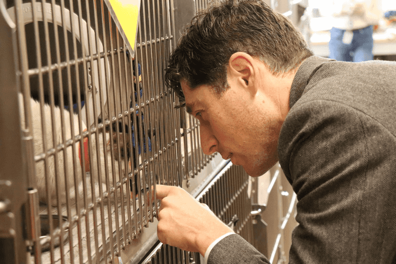 Contact Animal Shelters Daily