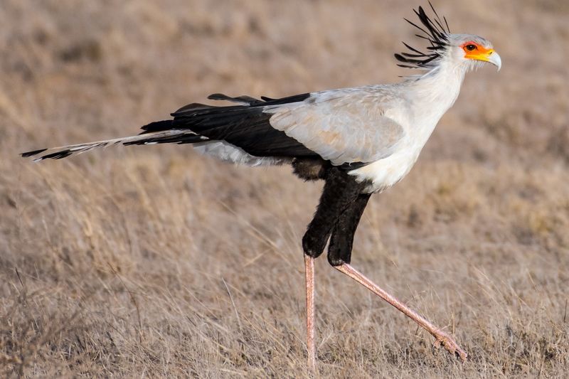 Secretary Bird