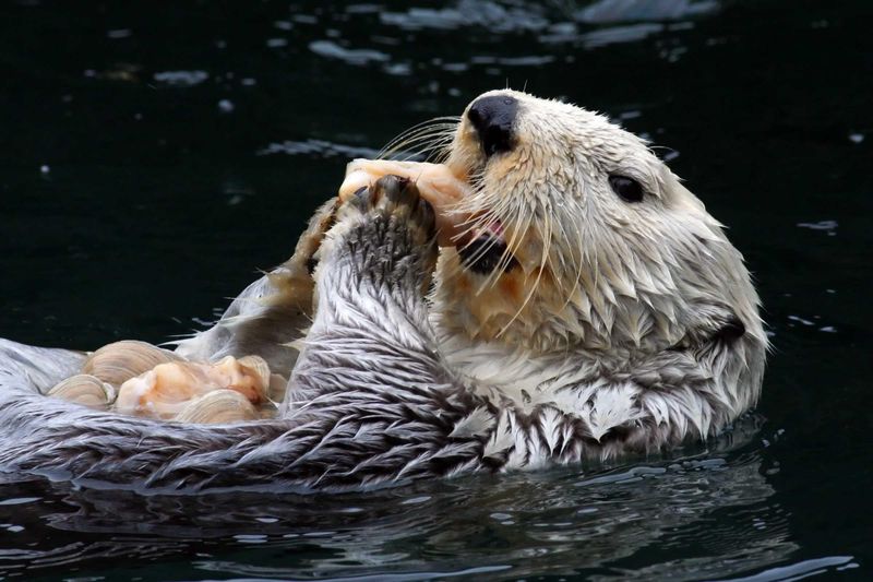 Sea Otters' Tool-Using Innovation