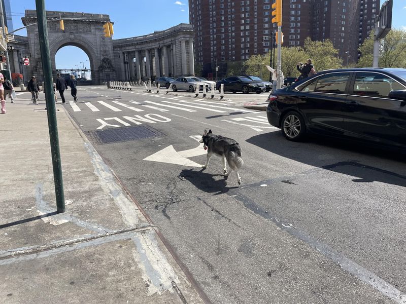 Expertly Navigates Subway Grates