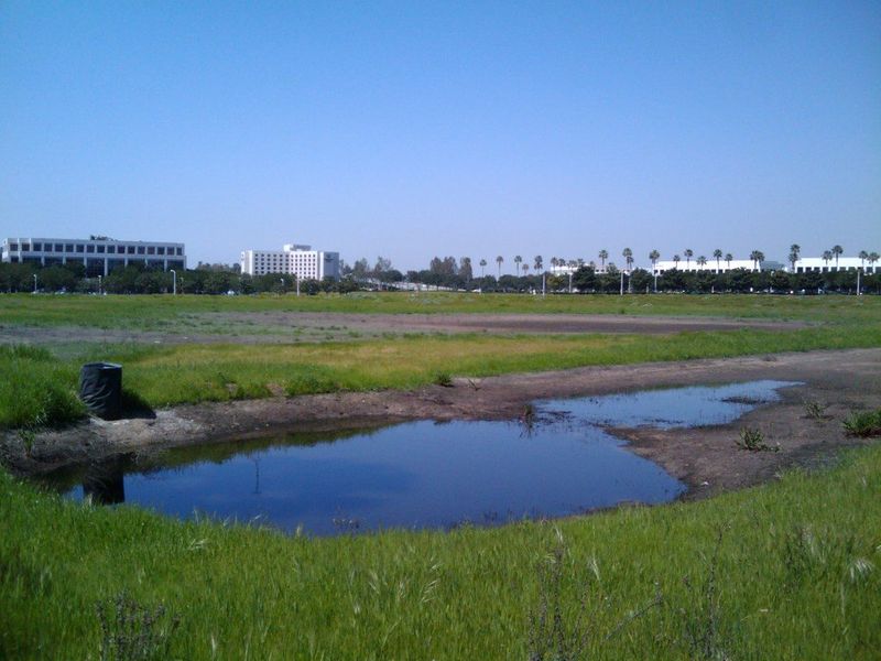 New Find Shows The Importance Of Temporary Wetlands