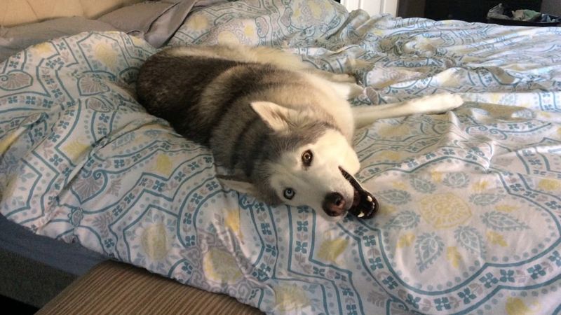 Siberian Husky