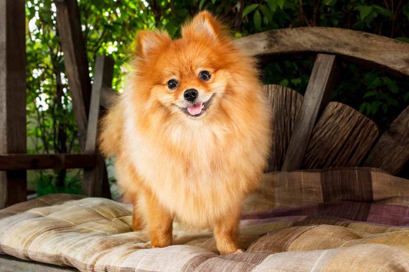 Pomeranian
