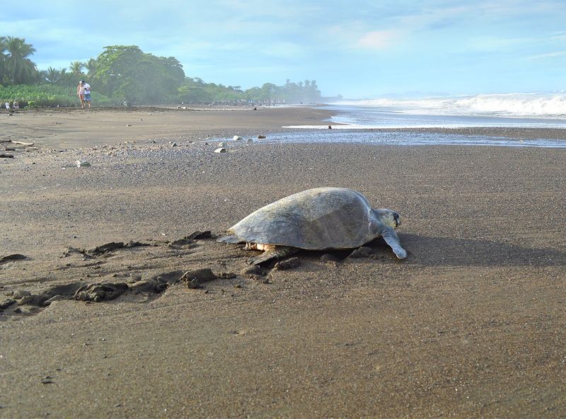 How You Can Help Sea Turtle Conservation