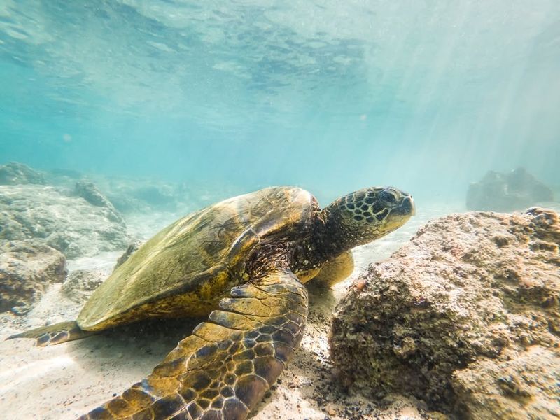 The Turtle's Age-Old Heritage