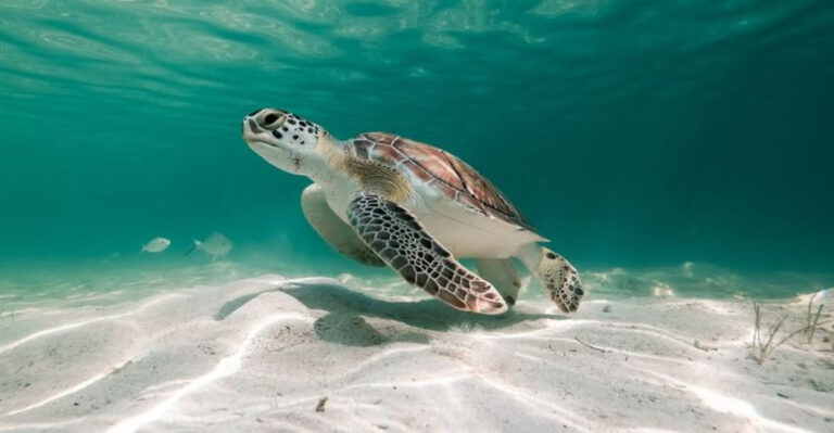 Hawaii Ancient Green Sea Turtle Still Thrives In Island Waters
