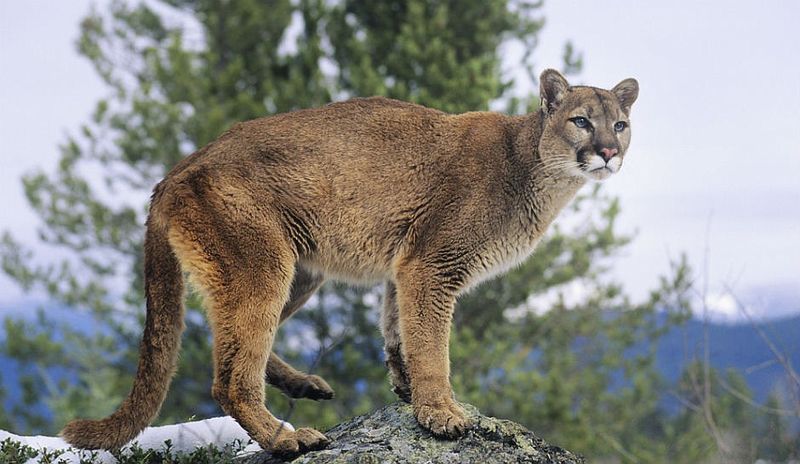 Idaho - Cougar