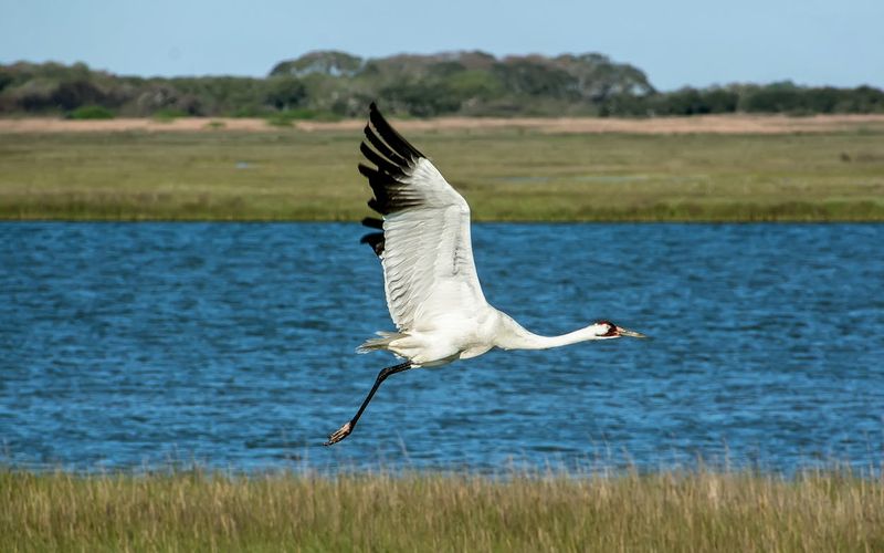 Aransas National Wildlife Refuge, Texas