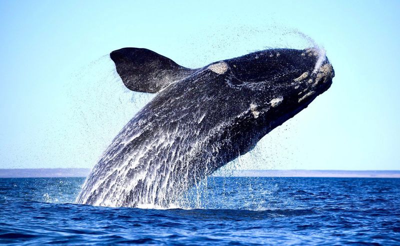 North Atlantic Whale