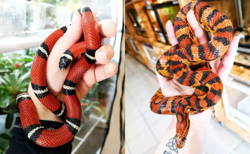 Vibrant Color Patterns