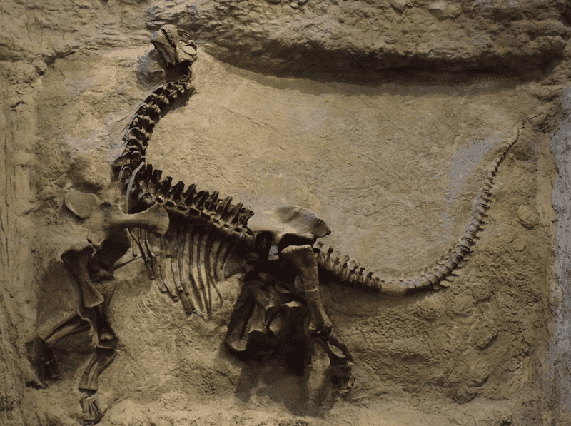 Swallowed Stones For Digestion