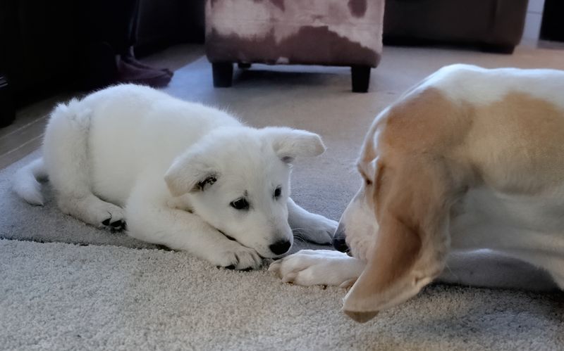 Training The Puppy To Respect Seniors