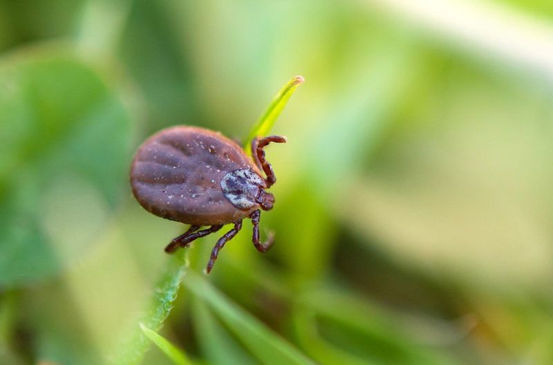 How Ticks Hitchhike On Pets