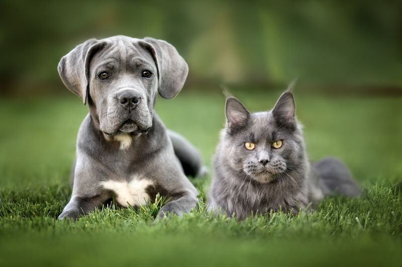 Behaviour Around Other Pets