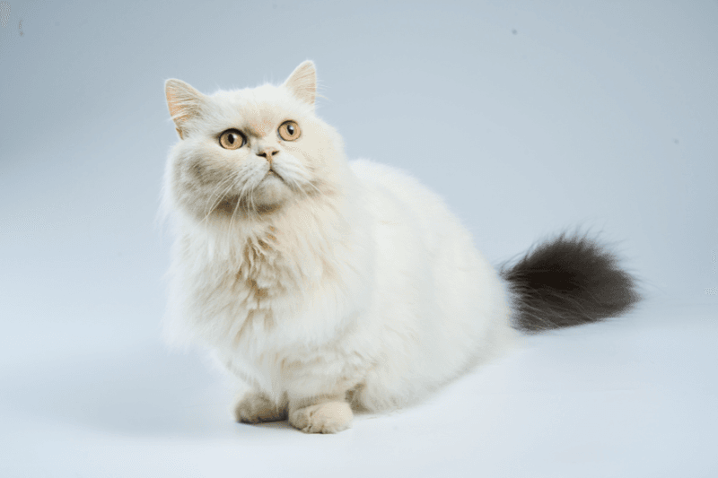 Fur Texture Variations