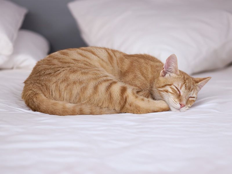Improved Digestion Flow