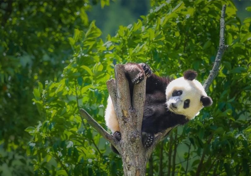 Daxiangling Mountains – Sichuan, China