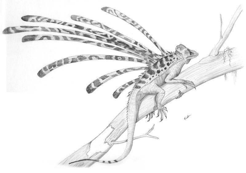 Longisquama