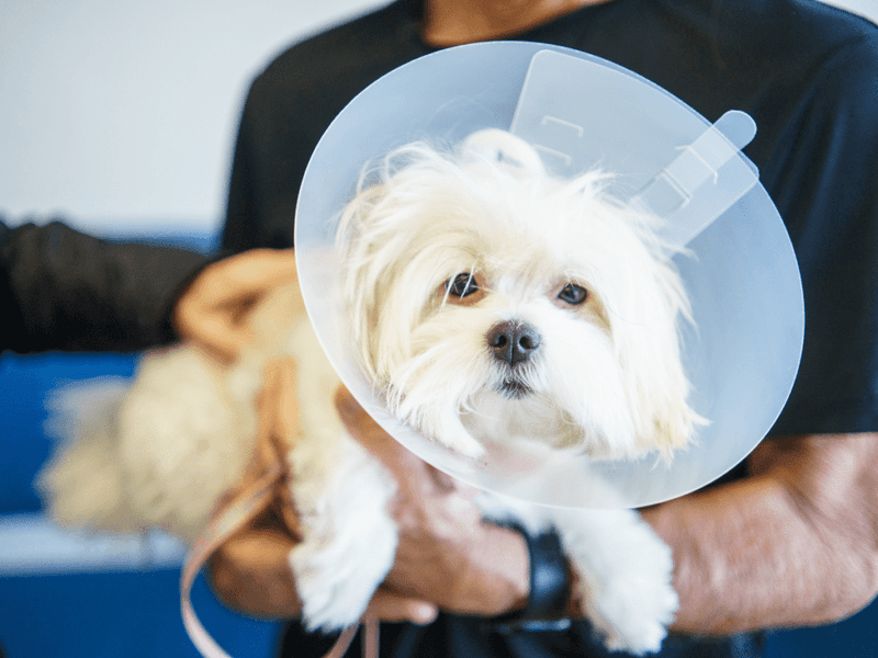 Prevents Pyometra In Female Pets