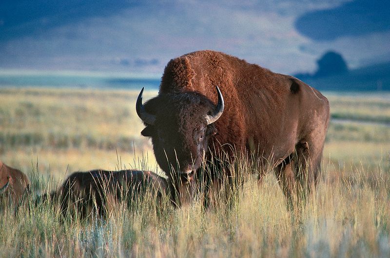 American Prairie Reserve: Recreating A Lost Ecosystem