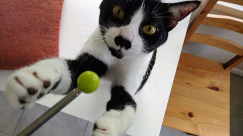 Clicker Training Basics