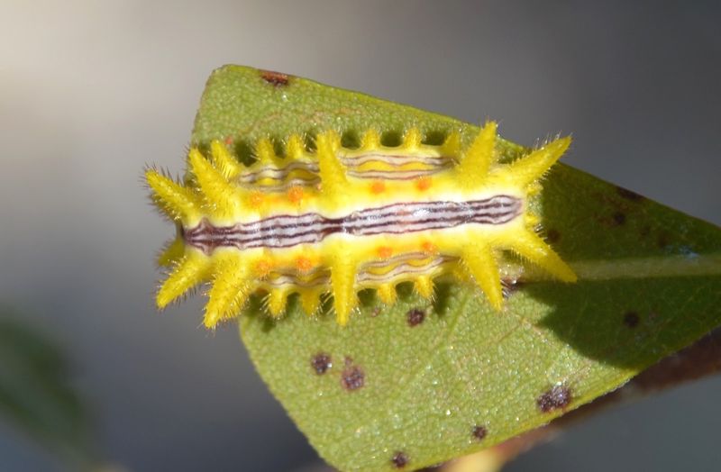 Stinging Rose Caterpillar