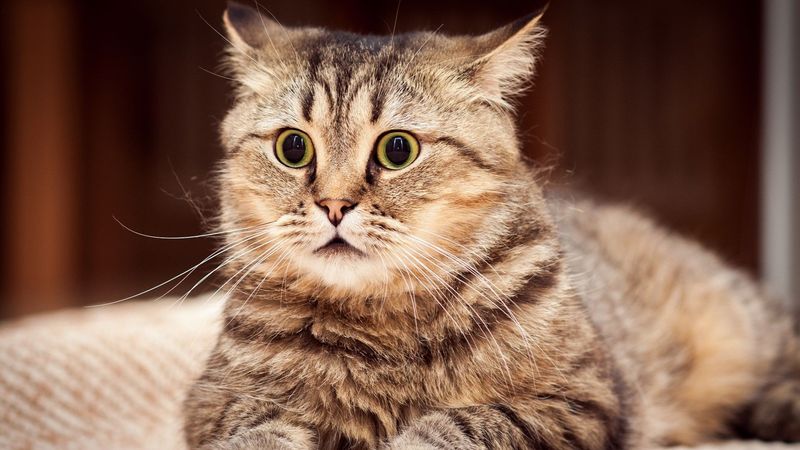 Fear Of Loud Noises