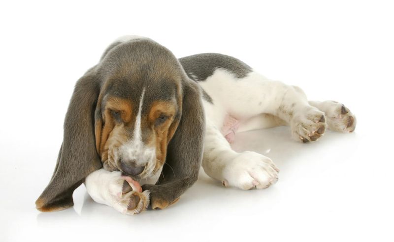Excessive Licking Or Chewing