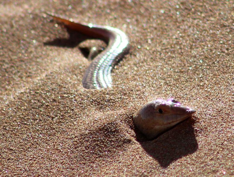 Adaptation To Harsh Desert Environments