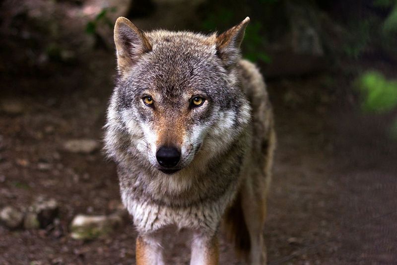 Italian Wolf