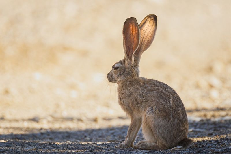 Jackrabbit's Heat-Releasing Ears