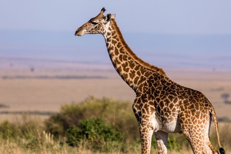 Giraffe