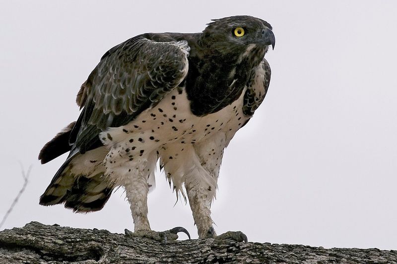 Eagles